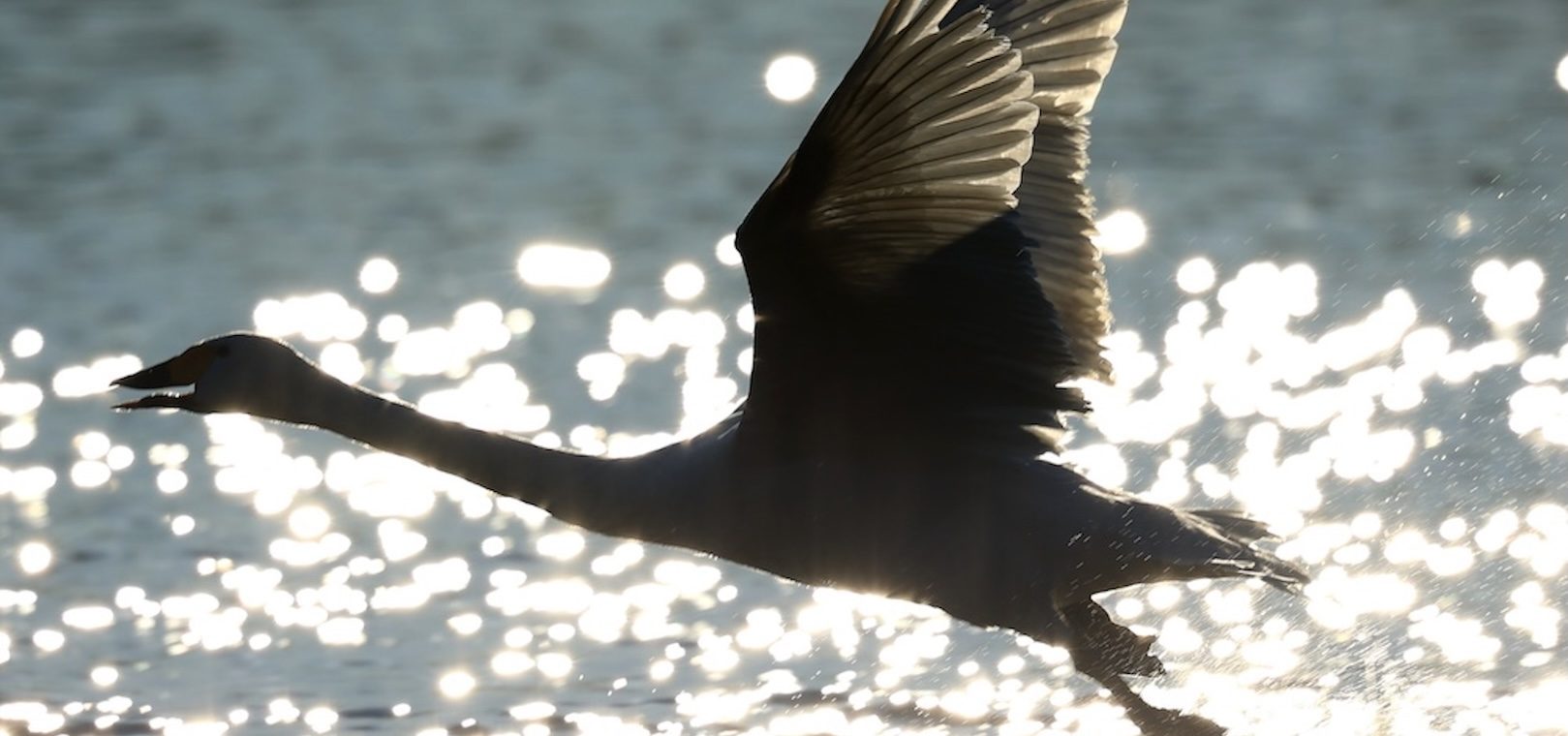 餌場に向かって