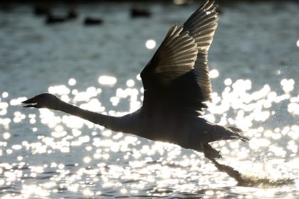 餌場に向かって